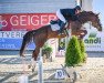 jumper Flight (Swiss Warmblood, 2015, from Unbekannt SUI)