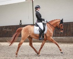 dressage horse Dakito 4 (German Riding Pony, 2012, from Dornik B)