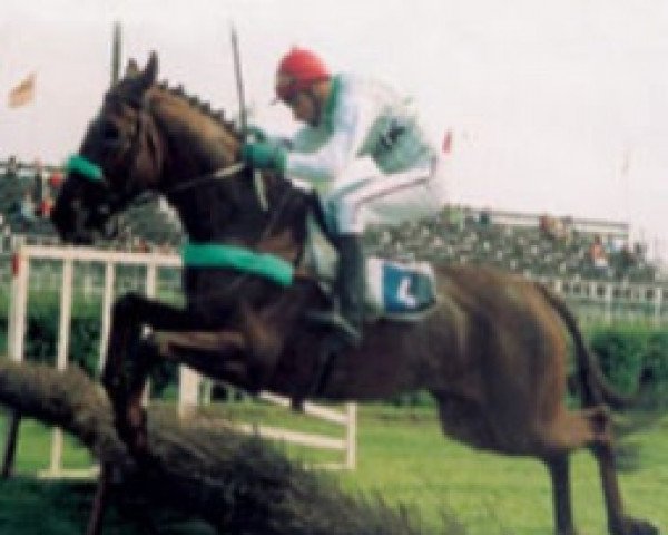 stallion Erudit (Budyonny, 1986, from Egoist)