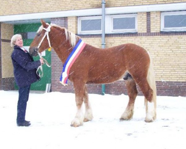 horse Bonde-Brutus (Schleswig Heavy Draft, 2007, from Titus)