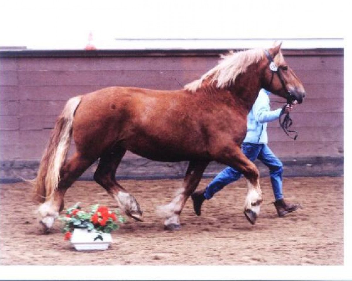 Deckhengst Zabo (Schleswiger Kaltblut, 2005, von Titus)