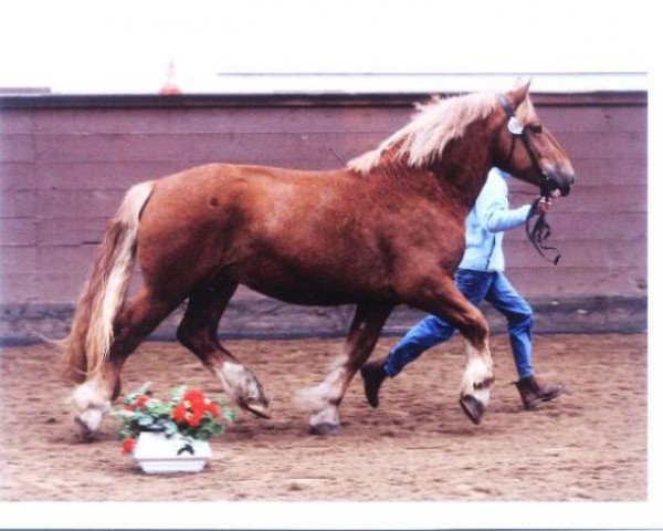 Deckhengst Zabo (Schleswiger Kaltblut, 2005, von Titus)