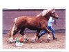 stallion Zabo (Schleswig Heavy Draft, 2005, from Titus)