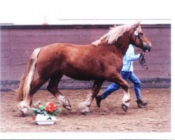 stallion Zabo (Schleswig Heavy Draft, 2005, from Titus)