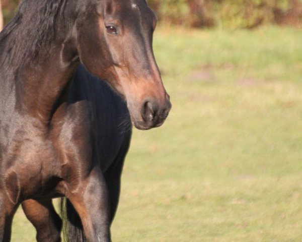 broodmare Pläsier (Westphalian, 1993, from Pluspunkt)