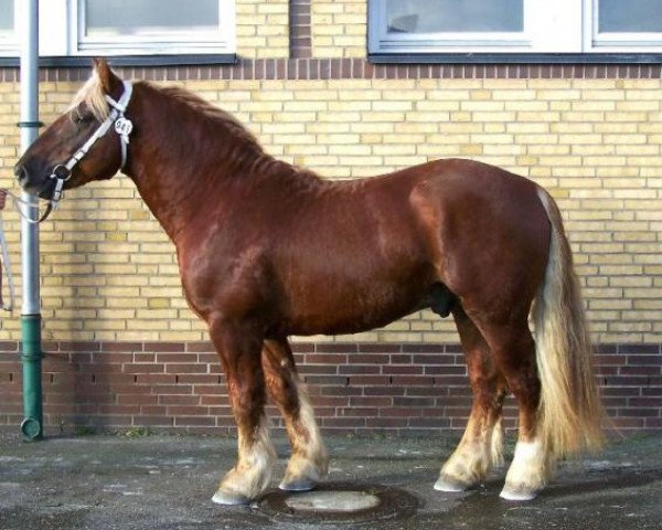 stallion Wetterbote (Schleswig Heavy Draft, 2004, from Pirol)