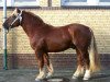 stallion Wetterbote (Schleswig Heavy Draft, 2004, from Pirol)