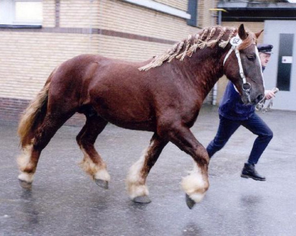 stallion Voldevraaer (Schleswig Heavy Draft, 2003, from Banause)