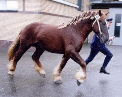 stallion Voldevraaer (Schleswig Heavy Draft, 2003, from Banause)