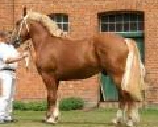 stallion Waechter (Schleswig Heavy Draft, 2004, from Marschall)