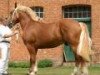 stallion Waechter (Schleswig Heavy Draft, 2004, from Marschall)