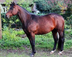 broodmare Blue Moon San Badger (Quarter Horse, 2003, from Perfect Little Peppy)