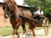 stallion Regent (Schleswig Heavy Draft, 1999, from Enzian)