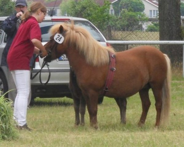 broodmare Rheija vom Purnitzgrund (Shetland Pony, 2004, from Advokat)