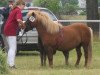 broodmare Rheija vom Purnitzgrund (Shetland Pony, 2004, from Advokat)