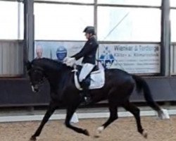 dressage horse Buckaroo Banzai (Oldenburg, 2016, from Buckingham)