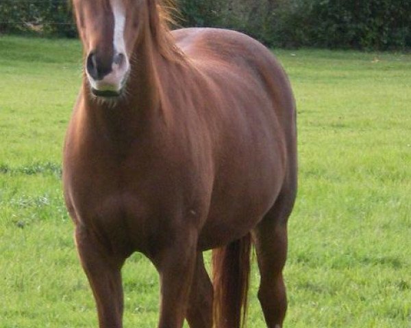 Pferd Jo's Royal Caspar (Deutsches Reitpony, 2004, von Ruby Gold)