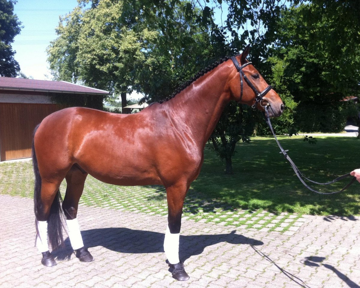 dressage horse Mythos (Oldenburg, 2008, from Münchhausen)