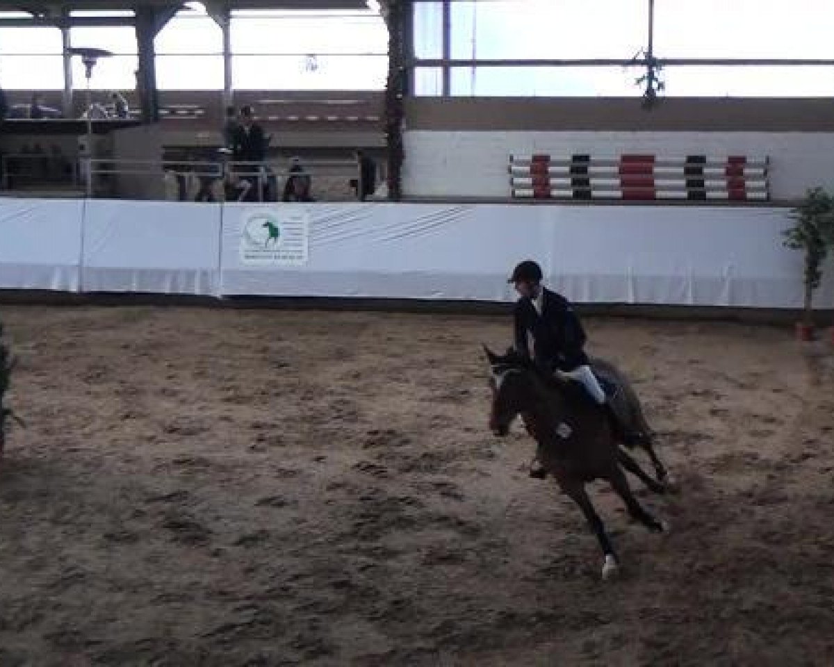 Springpferd Zavino (KWPN (Niederländisches Warmblut), 2004, von Damiro)