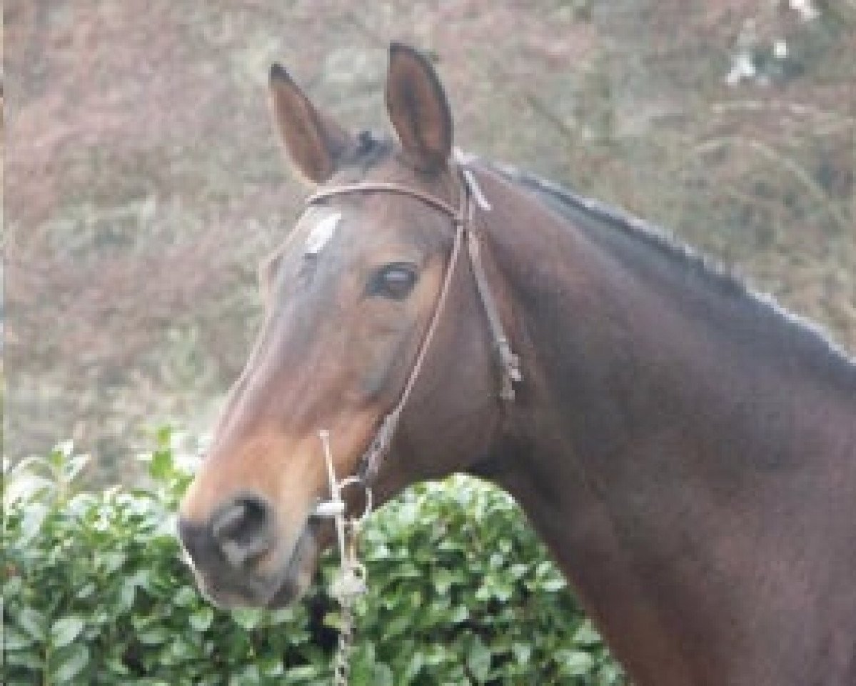 stallion Dum'Pom AA (Anglo-Arabs, 1991, from Laudanum xx)