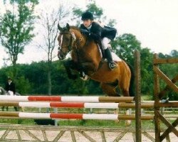 stallion Silverlea Baywatch (New Forest Pony, 1994, from Silverlea Flash Harry)