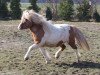 stallion Ambitie van de Zandkamp (Shetland Pony, 2007, from Pybe van Stal de Toekomst)