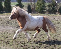 Deckhengst Ambitie van de Zandkamp (Shetland Pony, 2007, von Pybe van Stal de Toekomst)