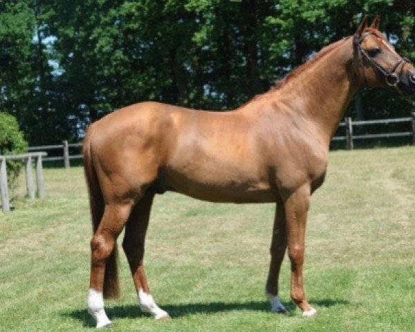 stallion Meeping Cha de Florys (French Pony, 2000, from Peeping Tom A AA)