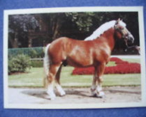 stallion Obelix (Rhenish-German Cold-Blood, 1996, from Orloff)