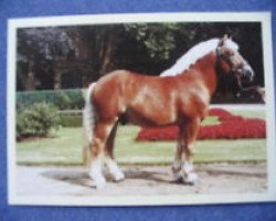 stallion Obelix (Rhenish-German Cold-Blood, 1996, from Orloff)