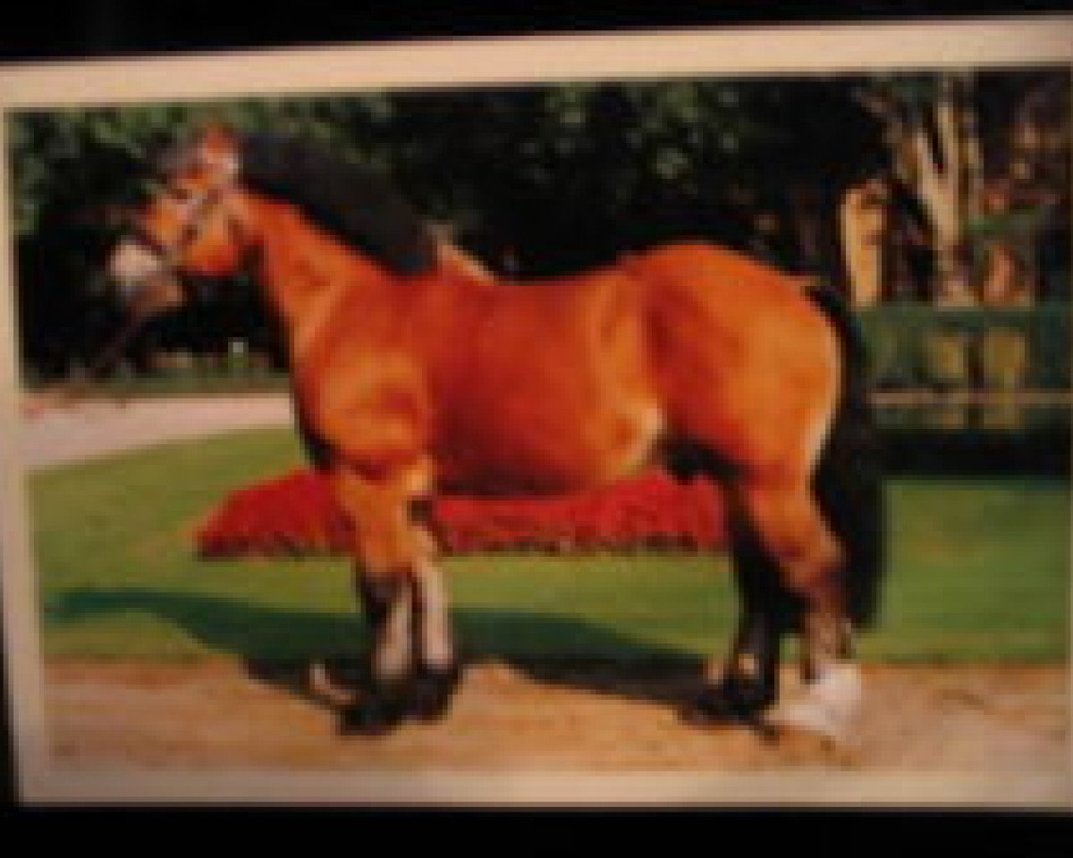 stallion Halifax (Rhenish-German Cold-Blood, 1992, from Hanno)