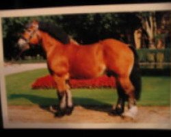 stallion Halifax (Rhenish-German Cold-Blood, 1992, from Hanno)