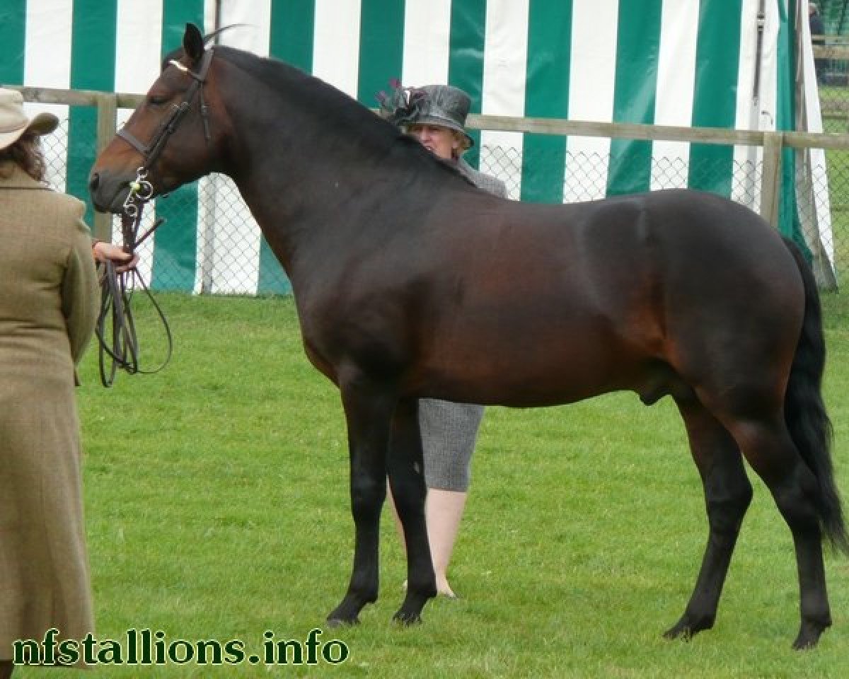 Deckhengst Ashley Sensation (New-Forest-Pony, 2003, von Beechwood Comet)