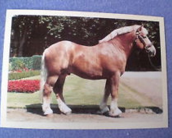 stallion Horst (Rhenish-German Cold-Blood, 1994, from Hubertus)