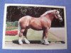 stallion Horst (Rhenish-German Cold-Blood, 1994, from Hubertus)