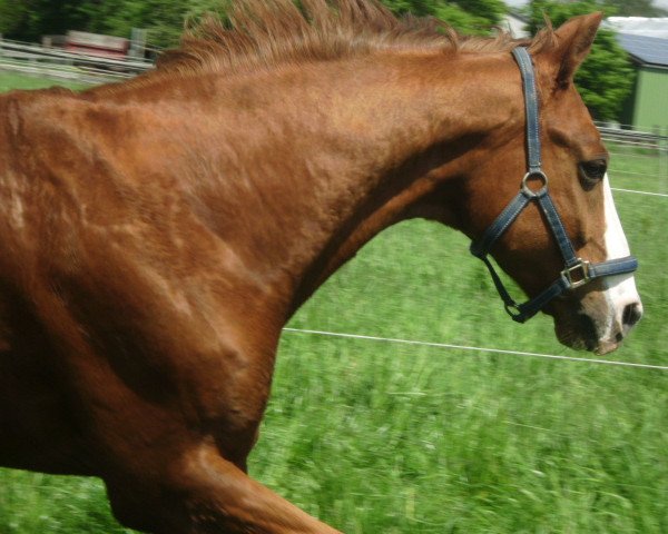 horse Grand Prix 51 (Hanoverian, 1995, from Grand Cru)