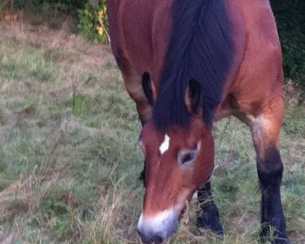 broodmare Nancy (Rhenish-German Cold-Blood, 1995, from Niebour)