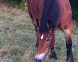 broodmare Nancy (Rhenish-German Cold-Blood, 1995, from Niebour)