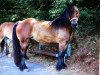 broodmare Amira (Rhenish-German Cold-Blood, 1996, from Adonis)