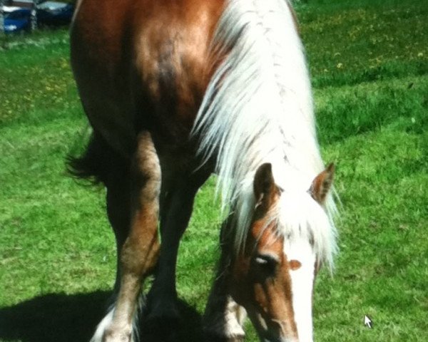 broodmare Noreia (Rhenish-German Cold-Blood, 2004, from Neptun v. Marienthal)