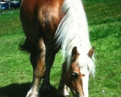 broodmare Noreia (Rhenish-German Cold-Blood, 2004, from Neptun v. Marienthal)