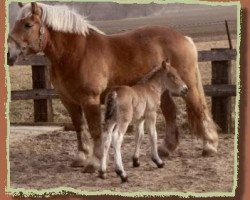 Zuchtstute Heidi (Rheinisch-Deutsches Kaltblut, 2000, von Hallimasch)