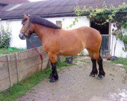 broodmare Nena (Rhenish-German Cold-Blood, 2007, from Nelson)