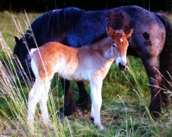 horse Antara (Rhenish-German Cold-Blood, 2011, from Arbo v. Marienthal)