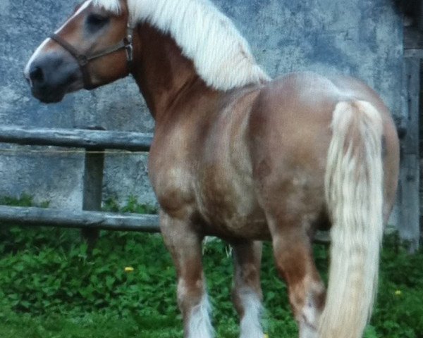 stallion Arbo v. Marienthal (Rhenish-German Cold-Blood, 2007, from Astor 9957)