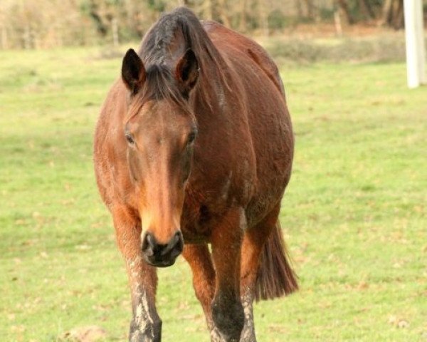 broodmare Missile de Kerser AA (Anglo-Arabs, 2000, from Prima d'Or AA)