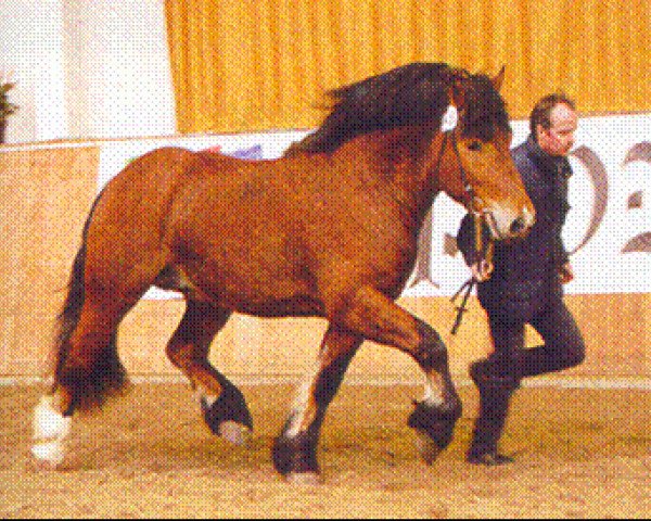 stallion Vladimir (Rhenish-German Cold-Blood, 2001, from Verdun)