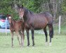 broodmare Majeste Ardente (Selle Français, 2000, from Papillon Rouge)