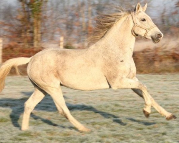 stallion Lazzio de Kerser (Selle Français, 1999, from Chapman Rouge)