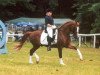 stallion Enrico (German Riding Pony, 1991, from Ergano)